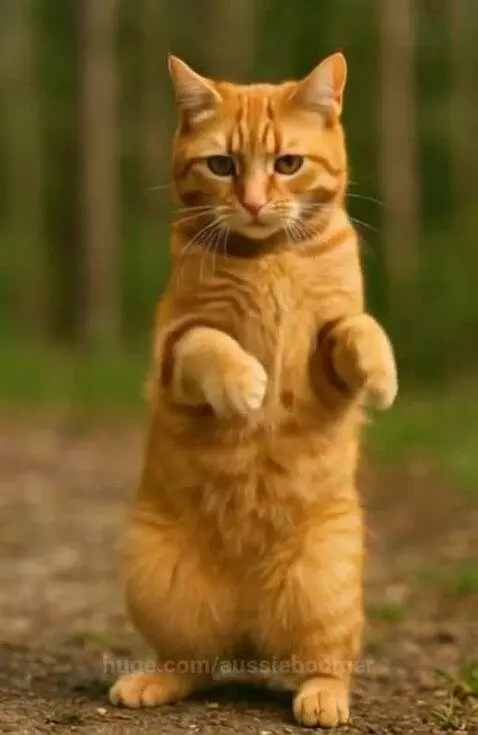 YMCA - Pussy Kat by aussieboomer