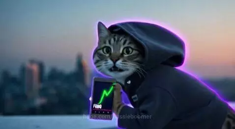 FOMO Time - even cats get fomo by aussieboomer