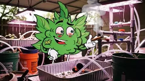 Dudley Bud - tries building his 1st Hydroponic system - dudl... by aussieboomer