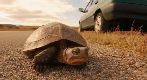 Dad joke Time - What did the ? by aussieboomer