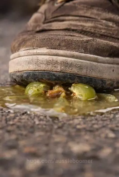 What did the grape say when it got crushed Nothing, it just ... by aussieboomer