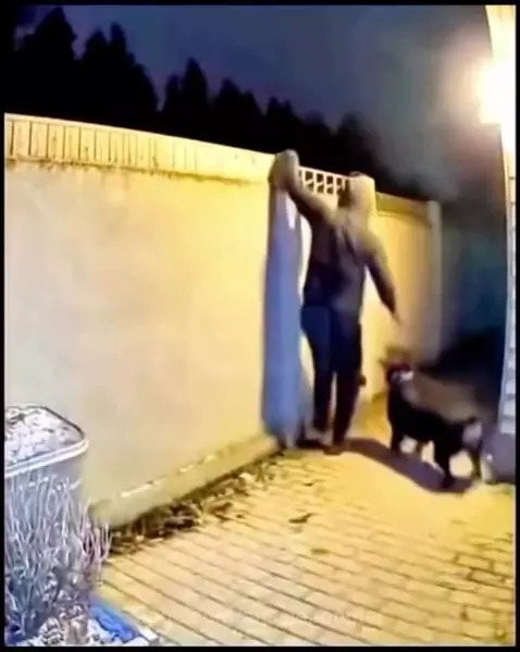Person in dark clothing climbing a wall at night, being pulled down by a dog in the yard.