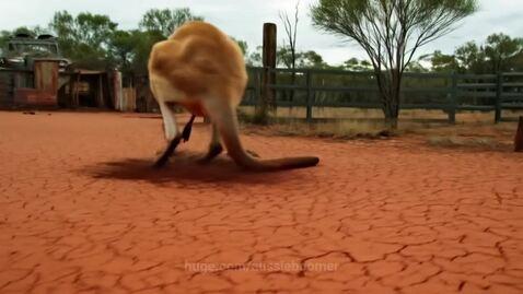 aussieboomer