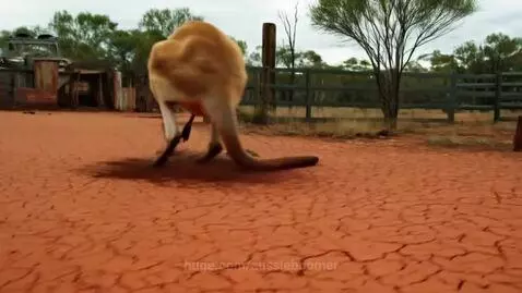 aussieboomer post preview