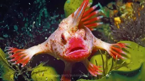 Tasmanian red Hand Fish - Endangered animala by aussieboomer