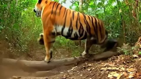 Goriila to Tiger to Gorilla transformation - my 1st try at t... by aussieboomer