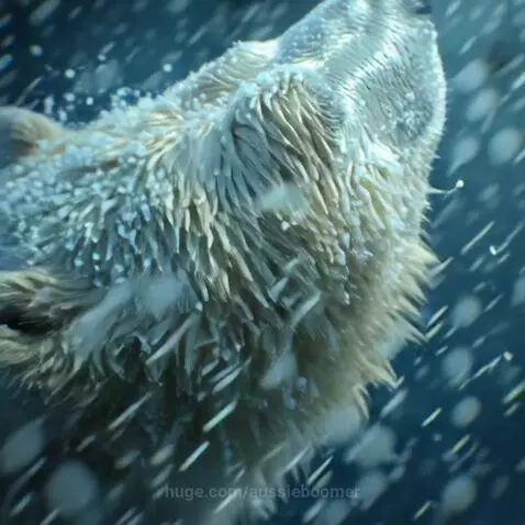 Polar Bear - a winter's day by aussieboomer