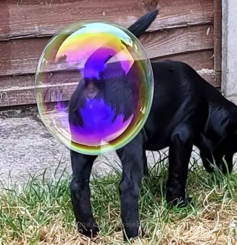Bubble Butt Buddy by aussieboomer