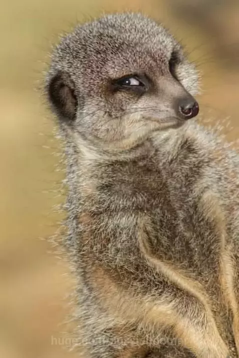 "When Maurice the meerkat hits you with that side-eye, you k... by aussieboomer