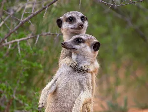 Got your back, Bro. image to animation by aussieboomer