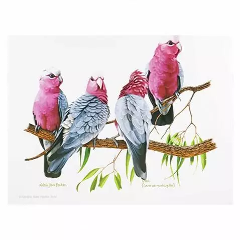 Galah - Australian Bird Galah  - Image to Video by aussieboomer