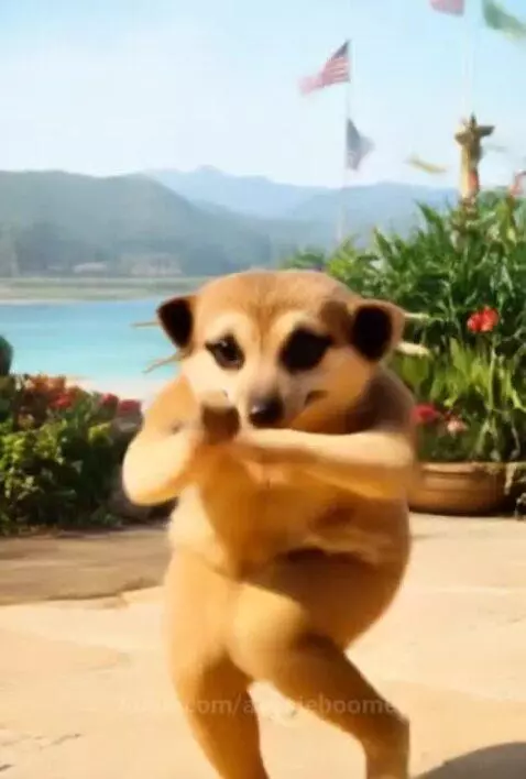 Meerkat Madness : When the beat drops, even the desert ain’t... by aussieboomer