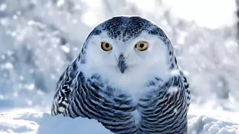 #AI shows Animals camouflage by car