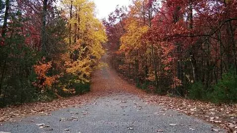 The Road by badseedfx
