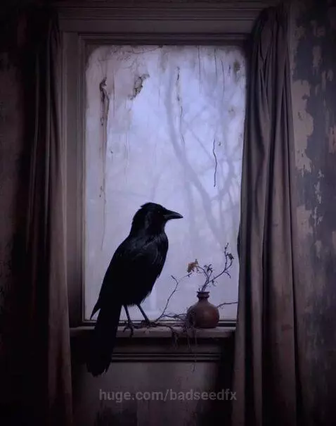 Window Raven by badseedfx