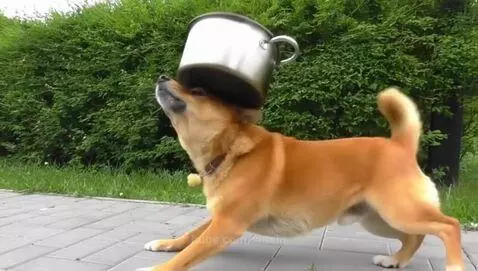 Video by shtein