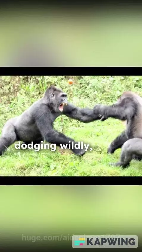 Donald Trump VS Gorilla by aidenimer1707