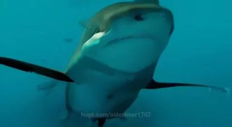 Shark eating people by aidenimer1707