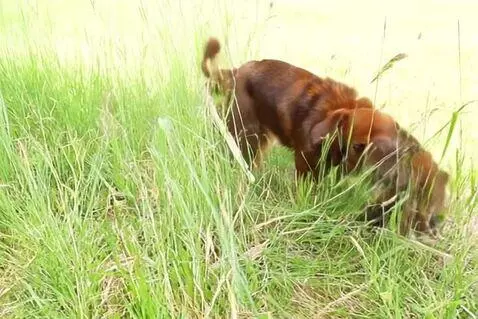 Two long hair sausage dogs playing in long grass by aidenimer1707