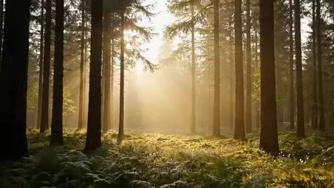 Misty forest by sprosy