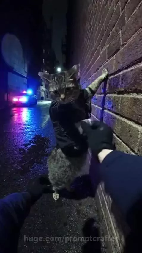 Catnip cartel strikes again — paws up, fuzz down! by promptcrafter