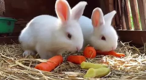 Bunnies by loveart