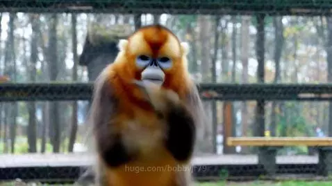 monke by bobbyjr79
