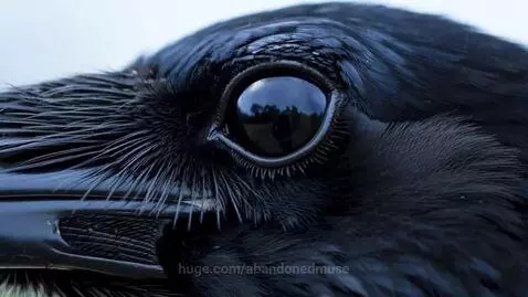 A woman in a dark blue dress stands in a concrete architectural space, emerging from a flock of black birds.