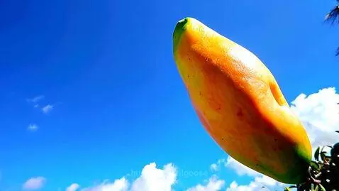 funny mangi by silgoose