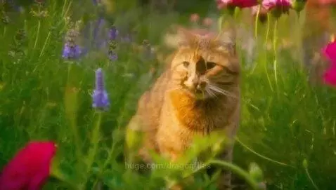 Playfull Kitty! by dragonflies