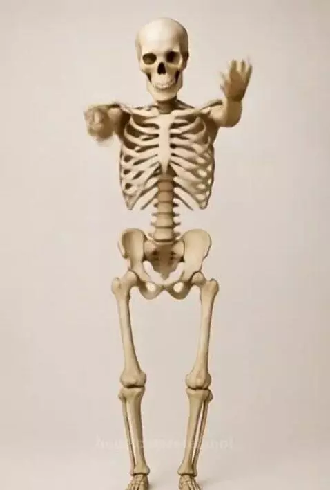 funny skeleton dancing by stefanof