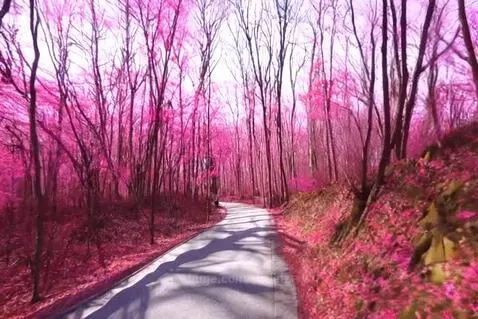 Pink forest by amielz