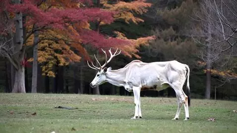 White Stag by faceless