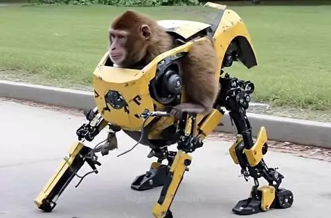 Cybermonkey by pasajero