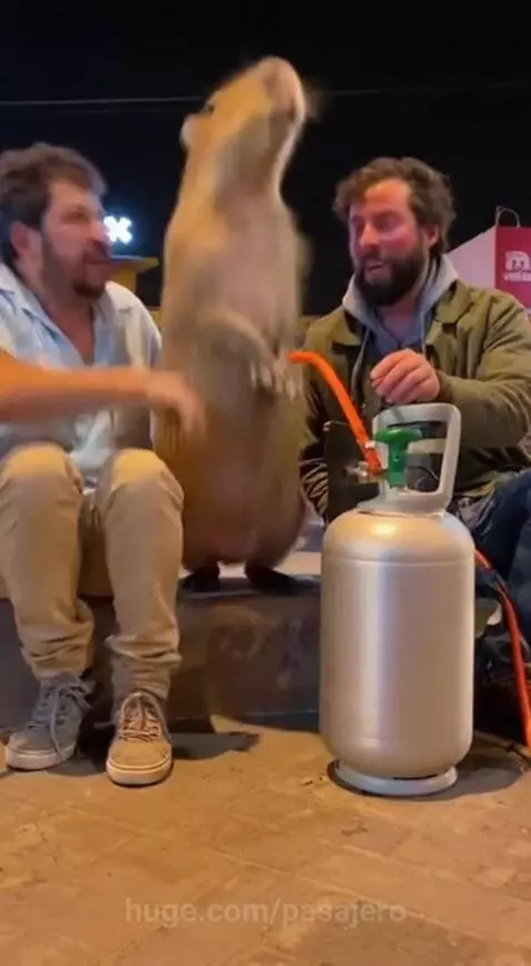 CAPIBARA can´t fly!!! by pasajero