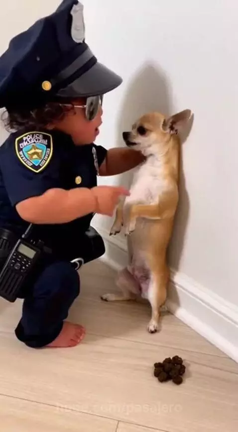 Dog is under arrest by pasajero