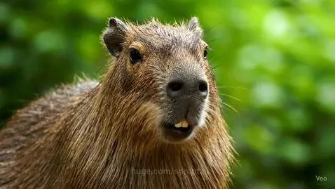 Capybaras > Babies by sproutz