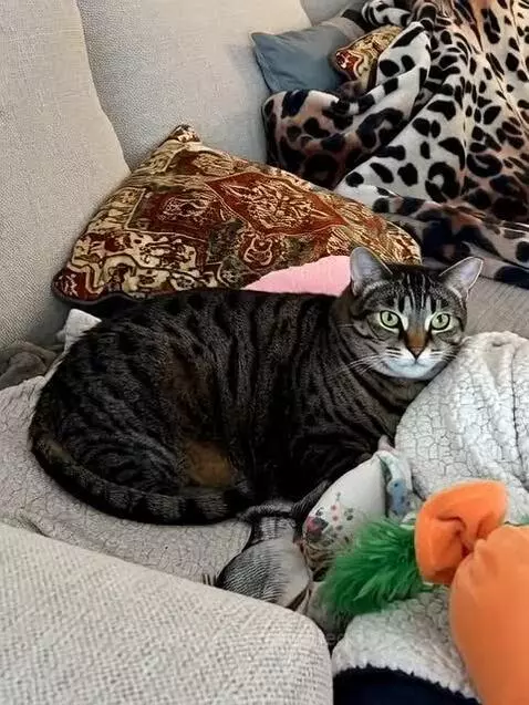 My cat "Nina" 😹 messing the couch... 🛋️ by eddiego