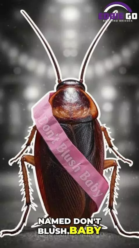 Crowd watching cockroaches race on a circular track at an Australian event.