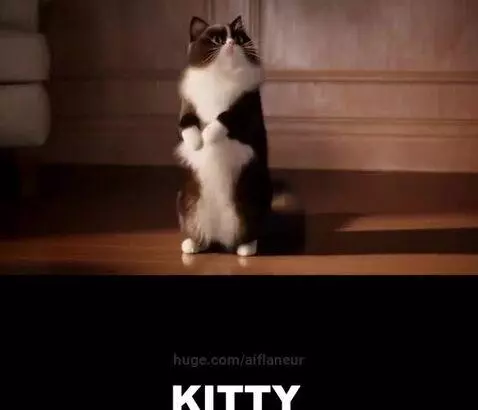 Little kitty by aiflaneur
