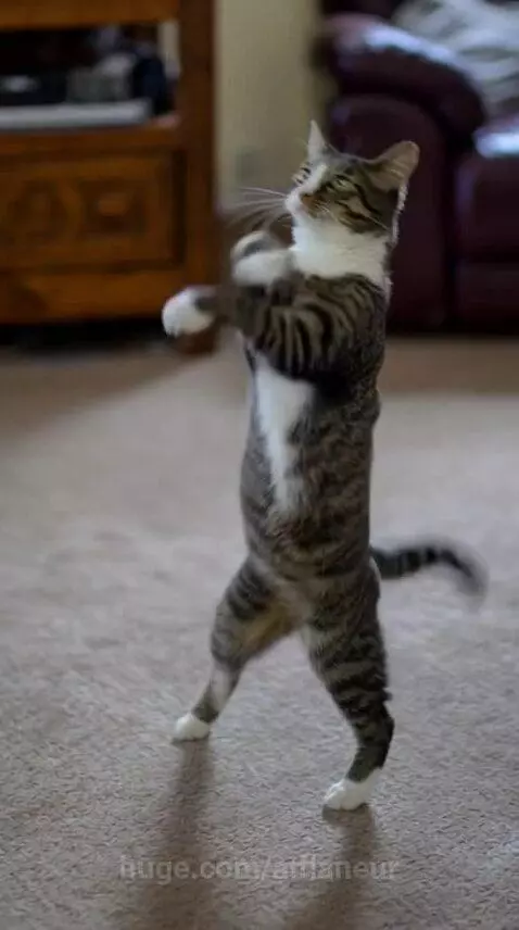 Cat dance by aiflaneur