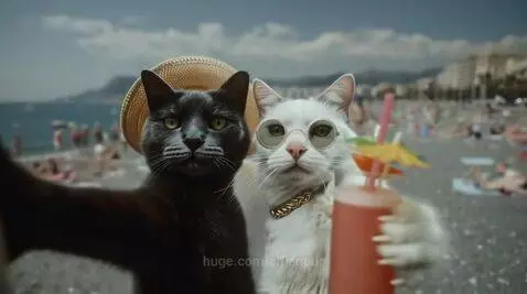 Cats selfie by aiflaneur