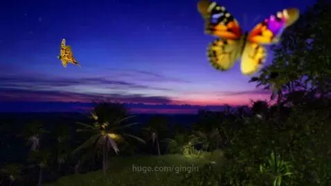 Together we fly by gingin