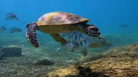 Happy turtle and friends by gingin