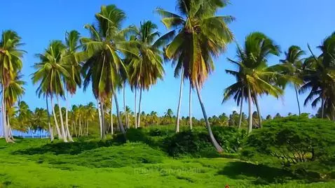 Tropical island paradise for birds by gingin