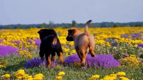Puppy besties for life by gingin