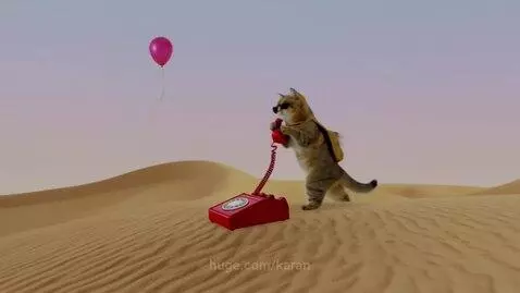 Cat talking the phone by karan