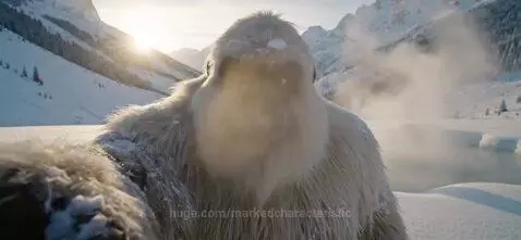 video poster