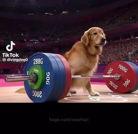 Dog olympics by nourhan