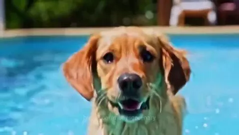 adorable dog swimming by manvsgreenary